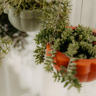 Poppy Self - Watering Hanging Planter - Clay - Shades of Jupiter