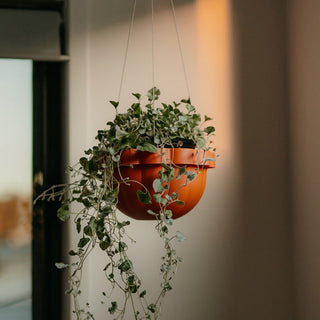 Poppy Self - Watering Hanging Planter - Clay - Shades of Jupiter