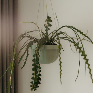 Poppy Self - Watering Hanging Planter - Jade - Shades of Jupiter