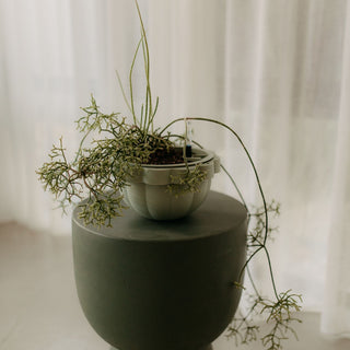 Poppy Self - Watering Hanging Planter - Jade - Shades of Jupiter