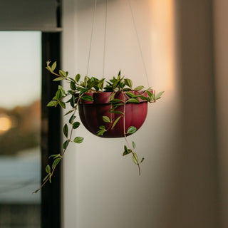 Poppy Self - Watering Hanging Planter - Rhubarb - Shades of Jupiter