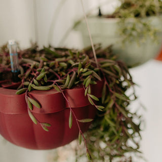 Poppy Self - Watering Hanging Planter - Rhubarb - Shades of Jupiter